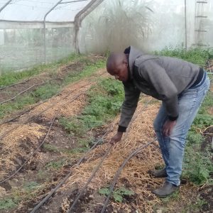 Green house installation